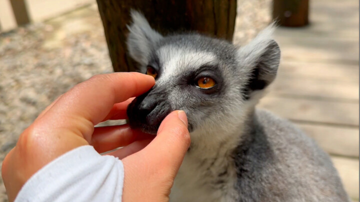 [Ring-tailed Lemur] Sigh! What can I even say?
