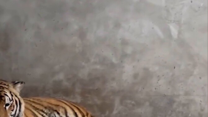 Harimau berkelahi di kebun binatang di Shanxi. Staf menjawab: Mereka berpasangan dan sekarang tidur 