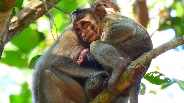 Newborn baby monkey Nathan sleep well with mom Nanda