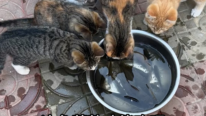 I found a pregnant cat while fishing, and today I’m catching fish for the whole family to eat.