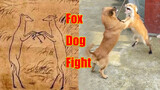Animals|Battle Between the Dog and the Fox