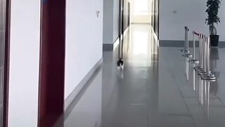 这猫一看就是练家子！