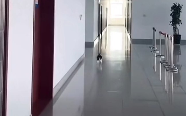 This cat clearly knows a thing or two about martial arts!