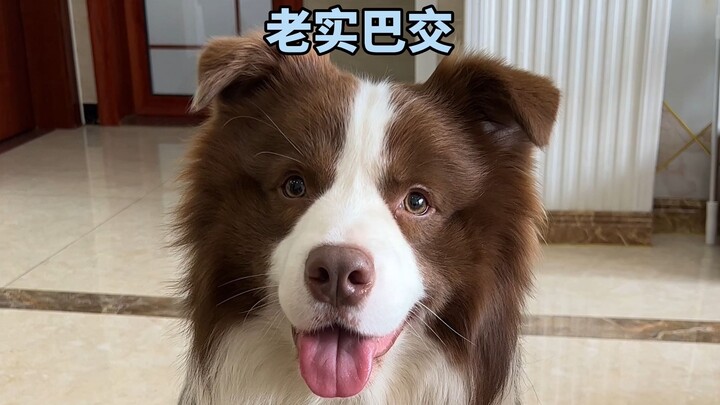 Two Faces of the Puppy Asking for Food