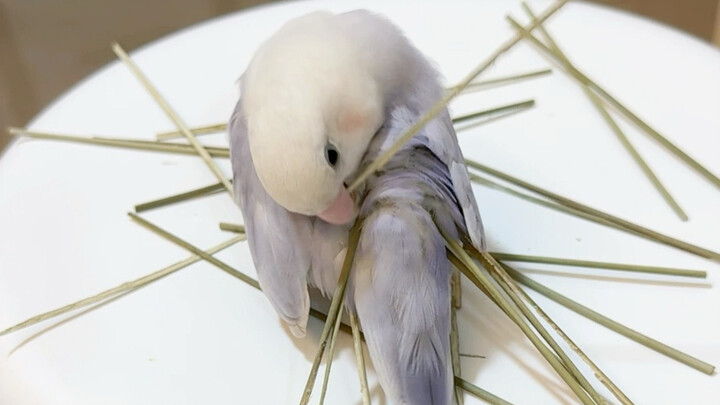 Immersive Bullying of a Little Chick