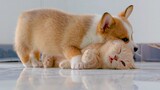 Kucing & Anjing jatuh cinta: Super Manis!