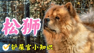 我国最古老犬种之一松狮犬命运悲惨，有资格养他的人却没多少