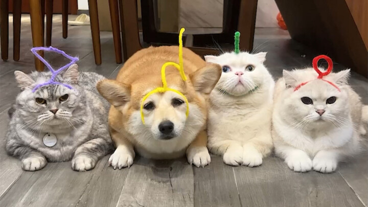 Mana ada keluarga yang tidak punya bayi malaikat!