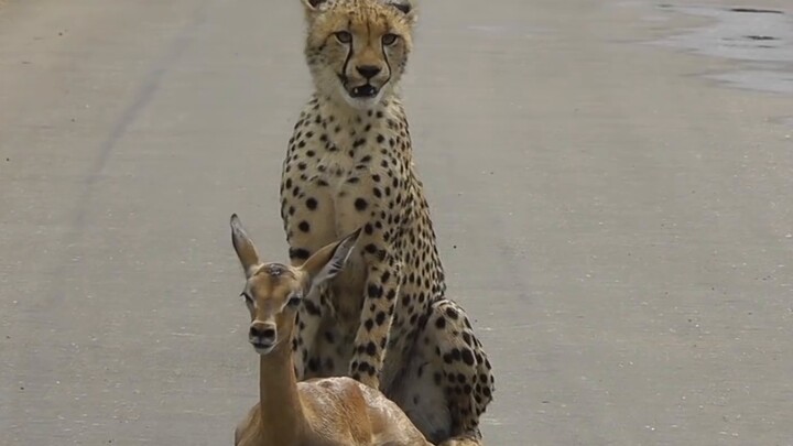 The cheetah had other motives for capturing the small antelope, and the result was unexpected