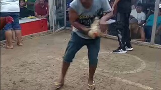 Super 2Hits Timbangan Champion Cash Prize 35K 2nd Fight Win Champion Tayo. JBK DARK SIDE PURE