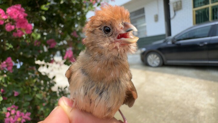 Tingkat tertinggi hubungan manusia dengan alam: mengendalikan burung hanya dengan jari