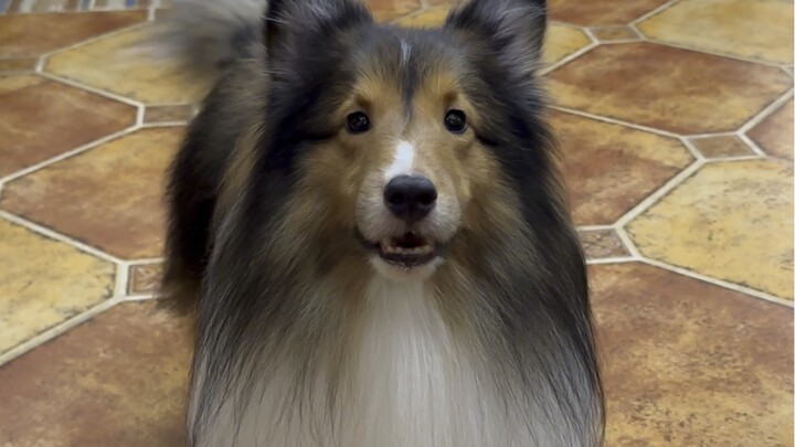 Even where it hurts, Grandpa has spoiled it rotten #Sheltie# How can this dog be so human-like?