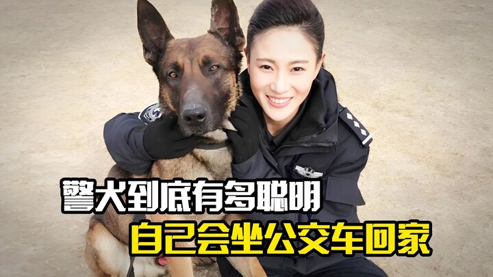 How smart are police dogs, exactly? This one even took the bus home by itself—what a dramatic scene!