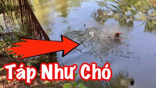 Câu cá mà nó táp phập phập như chó | ATCL T10