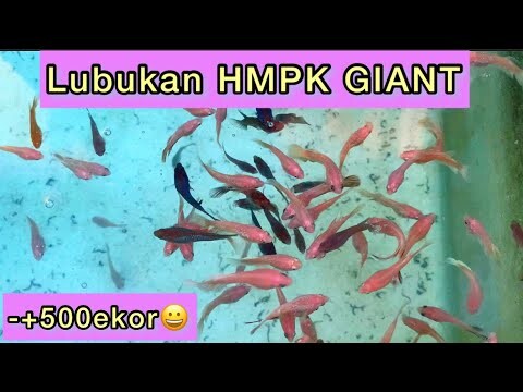 JUAL LUBUKAN GIANT HMPK GELAP & TERANG