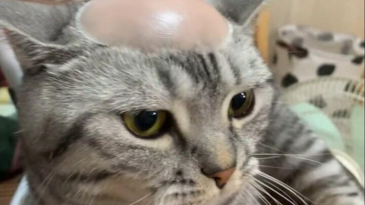 Kucing kecil, kok kepalamu botak gitu???