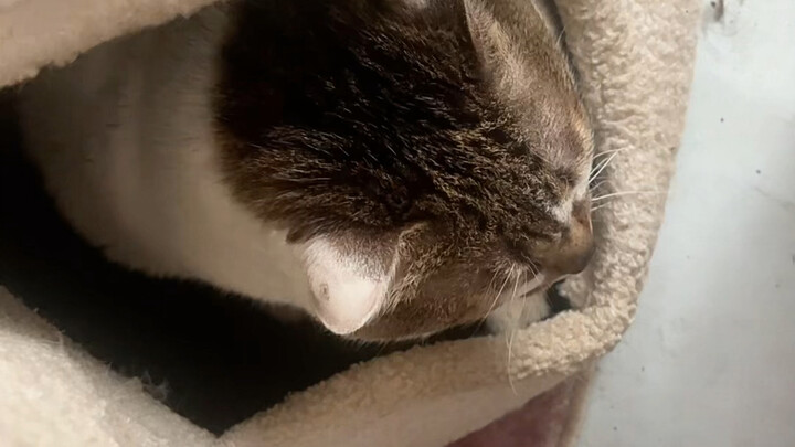 I'm so fed up with coal briquettes right now.