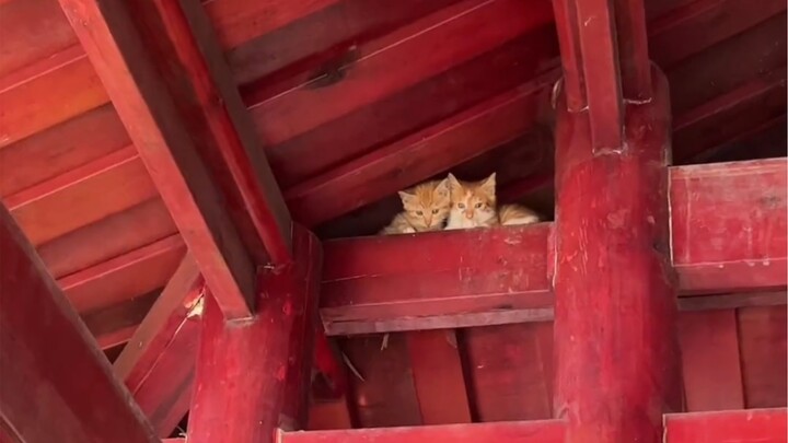 No wonder they’re orange cats—this whole family is so goofy and silly.