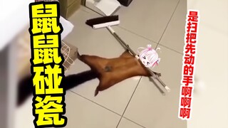 鼠鼠闯祸了也是会碰瓷甩锅的！！！！