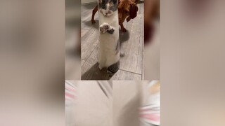 Phần thưởng cho tội quậy nhất nhà 😄 mèo cute foryou