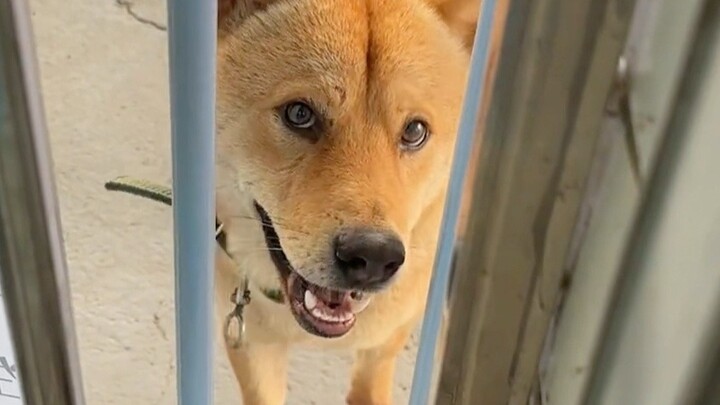 Paman Anjing datang menjemputku dan membawaku kembali ke desa