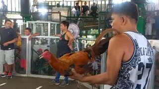1st Fight WIN-Hatch Gold 🐓 #A,A BROTHERS 🐓