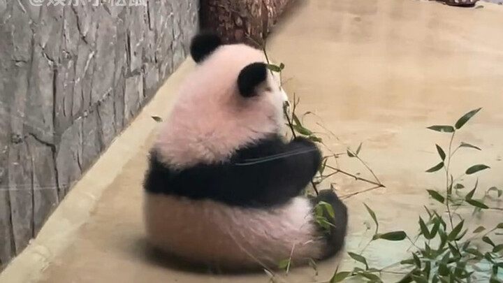 So adorable! Why is the giant panda Katyusha so rosy-cheeked?