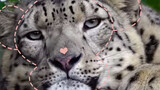 So that's what a snow leopard sounds like