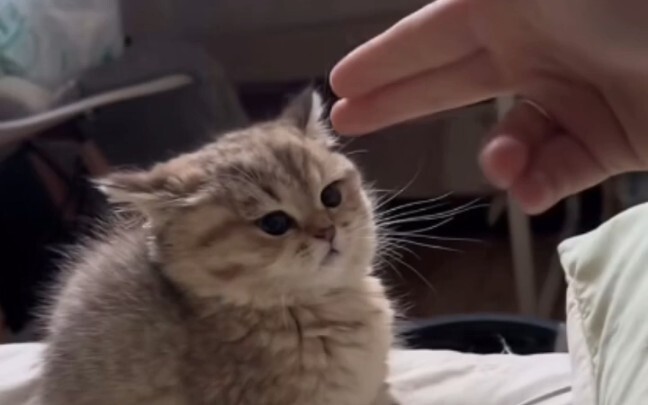 Kucing Kecil: Jangan ganggu aku!