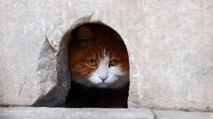 حتى النجم الأبرز في القصر الإمبراطوري تعرض لفضيحة