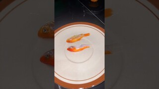 Masak ikan hias ✌🏻👶🏻