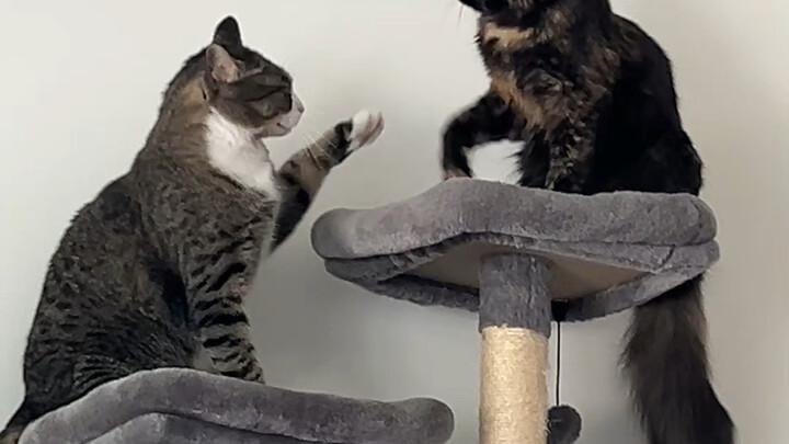 These two are fighting like they’re just playing house; Guazi keeps trying to steal Fufu’s mangostee