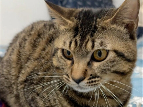 แมว: แค่พาฉันกลับบ้าน ที่เหลือปล่อยให้ฉันจัดการเอง!