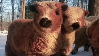 The Nanchu sheep doll, originally from the UK, typically doesn't grow taller than 60 centimeters as 