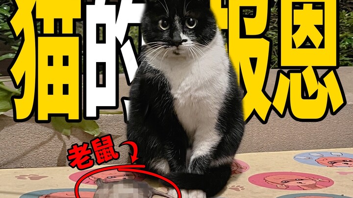 Dihujani pemberian makanan oleh kucing sapi, harus bagaimana ini!