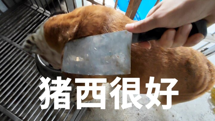 จู้ซี: ฉันสบายดี ทุกคนไม่ต้องเป็นห่วงนะ!