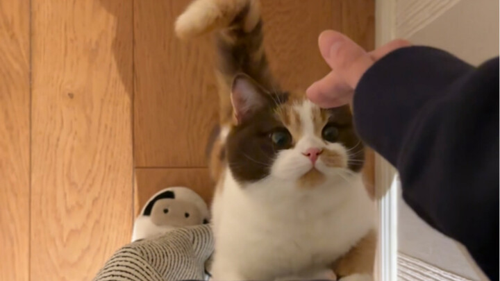 حصاة تعثر في طريق العمل