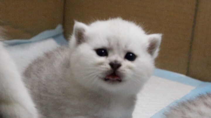 ลูกแมวตัวน้อยอายุแค่สามสัปดาห์ก็กล้าขู่คนแล้ว ฮือ! ความน่ารักชวนฟินประจำวัน | 【บันทึกการเติบโตของเกา