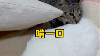 Guan Sanjia is at the age when cats hate dogs. If converted to human age, their age is like a ghost 