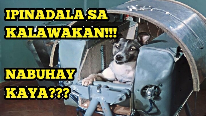 Ang Mapait na naging Kapalaran ng Asong ito!
