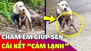 Bé cún 'SỐC NẶNG' khi suốt ngày được 'ANH TRAI CHĂM SÓC' nhưng mà nó lạ lắm 😅 | Gâu Đần