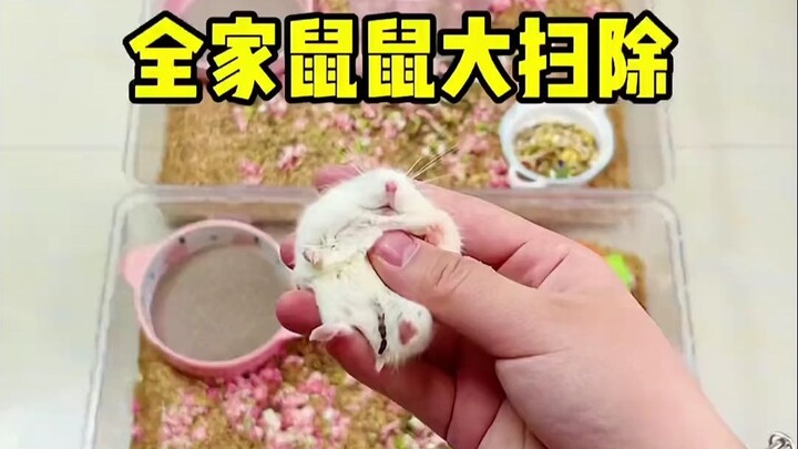 鼠鼠竟然喜欢猫和老鼠哈哈哈！今天给全家鼠鼠打扫卫生！