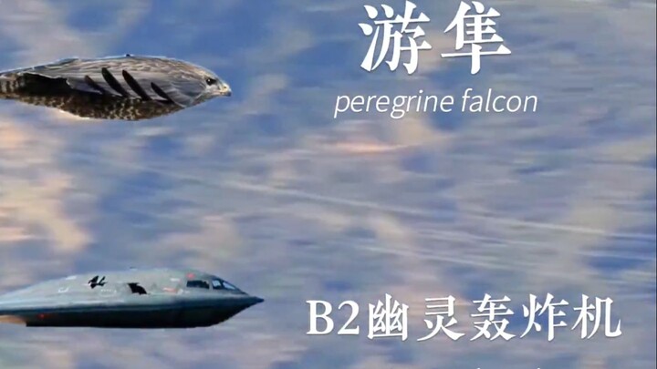 Thần long chỉ thấy đầu mà không thấy đuôi, nếu không giảm tốc độ thì chẳng thể nhìn rõ chân nó — Chi