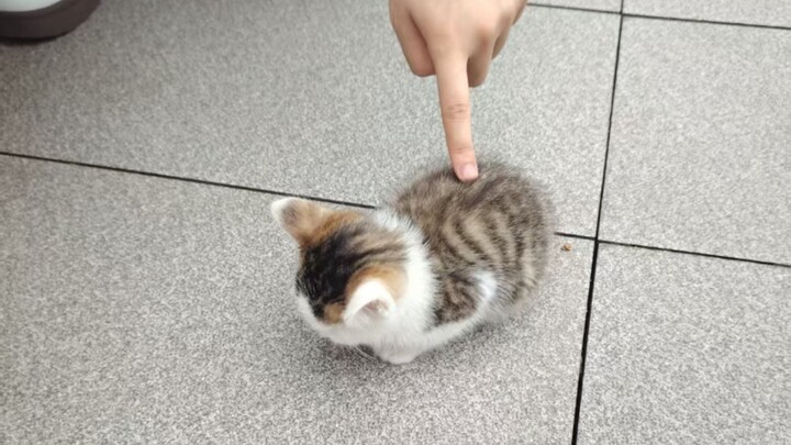 ‘🐱 Ngoan một chút được không’