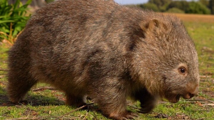 يمكن لصغير دب الكوالا السمين أن يشفي حزنك