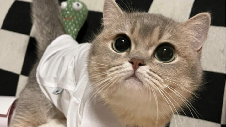 小猫的年度总结