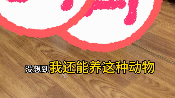 ไม่คิดเลยว่าจะเลี้ยงสัตว์ตัวเล็กแบบนี้