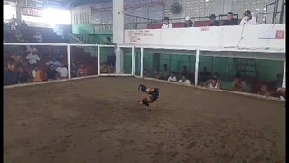 March 8.2025 paraputo stancia cock pit arena.