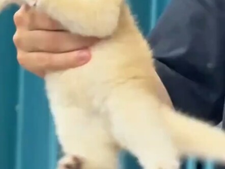 Mèo con gì đó đáng yêu nhất rồi