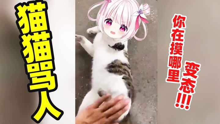 When the little kitten is randomly touched by humans, it bursts into a furious rant!